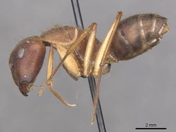 Camponotus clarior casent0910305 p 1 high.jpg