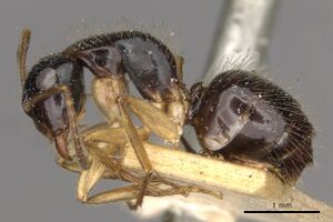 Camponotus lownei casent0910390 p 1 high.jpg