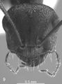 Cataglyphis pubescens f9.jpg