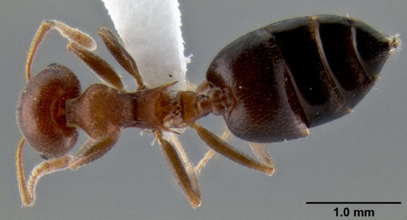 File:Crematogaster castanea casent0193606 d 1 high.jpg