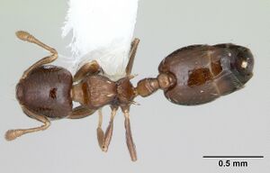 Crematogaster nitidiceps casent0173942 dorsal 1.jpg