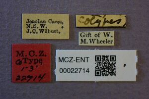 MCZ-ENT00022714 Plagiolepis impasta syntype labels.JPG