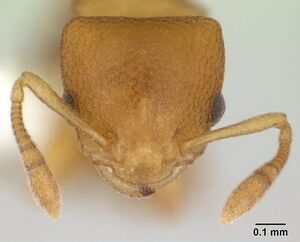 Nesomyrmex cataulacoides casent0178300 head 1.jpg