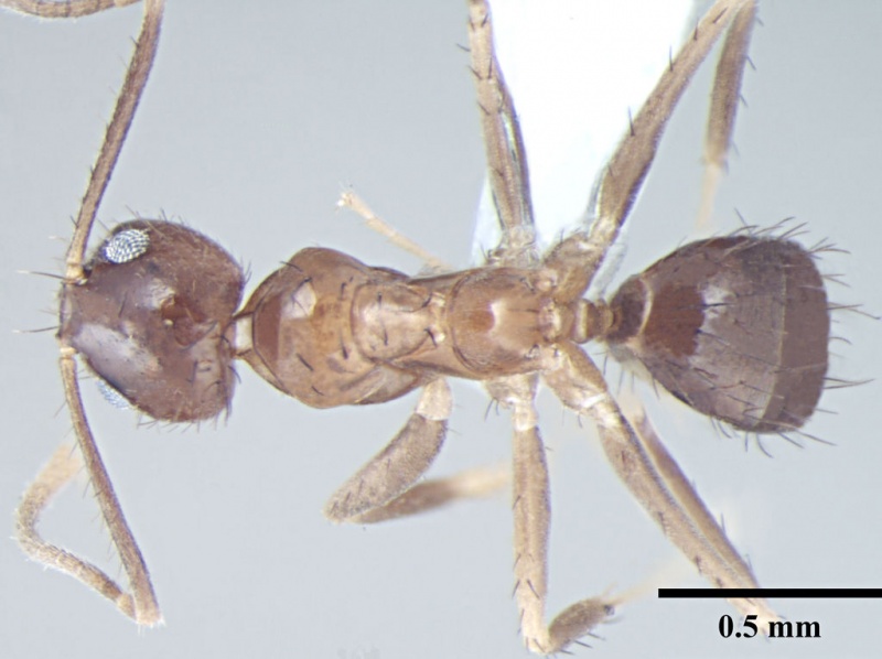 File:Nylanderia smythiesii d.jpg