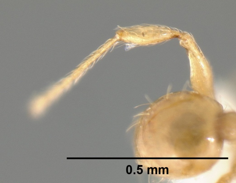 File:Pheidole karolmorae casent0608995 p 2 high.jpg