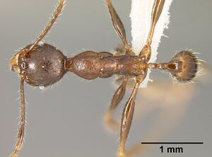 Pheidole lagunculinoda casent0609878 d 1 high.jpg