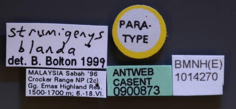 File:Strumigenys blanda casent0900873 l 1 high.jpg