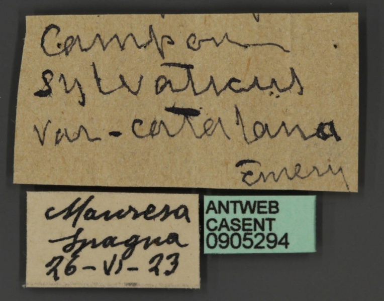 File:Camponotus catalanus casent0905294 l 1 high.jpg