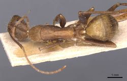 Camponotus crawleyi casent0905241 d 1 high.jpg