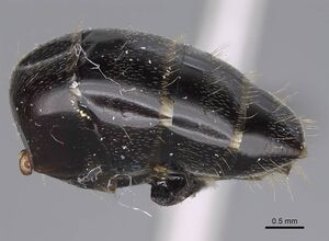 Camponotus honaziensis casent0914264 p 2 high.jpg