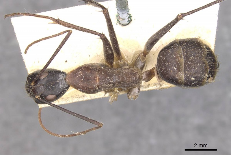 File:Camponotus wellmani casent0910081 d 1 high.jpg