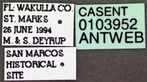 Hypoponera opacior casent0103952 label 1.jpg