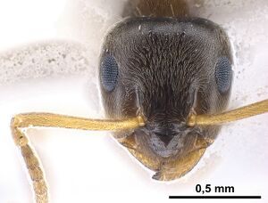 Lasius precursor Holotype worker antweb1041450 h.jpg