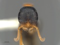 MCZ ENT Pseudomyrmex haytianus hef.jpg