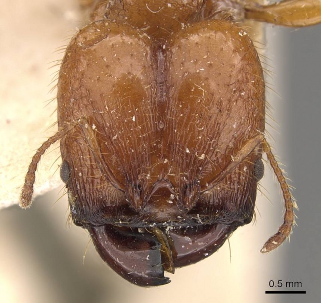 File:Pheidole avia casent0908174 h 1 high.jpg