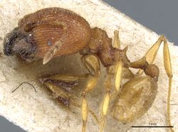 Pheidole ghigii casent0904268 p 1 high.jpg