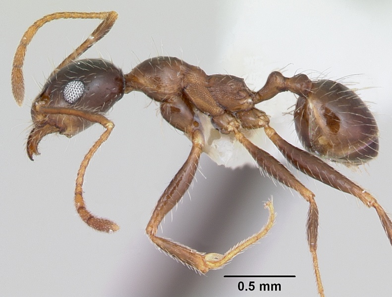 File:Pheidole sitiens casent0104926 profile 1.jpg