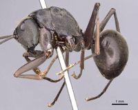 Polyrhachis continua casent0905820 p 1 high.jpg