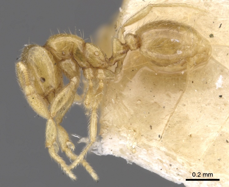 File:Solenopsis pollux casent0902345 p 1 high.jpg