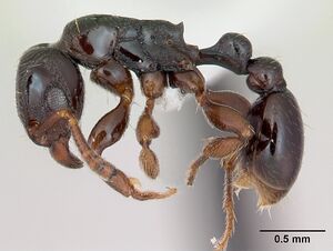 Tetramorium venator casent0415619 p 1 high.jpg