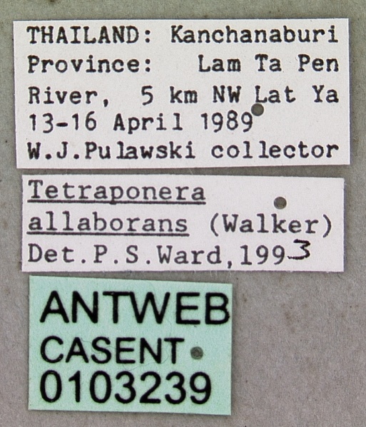 File:Tetraponera allaborans casent0103239 label 1.jpg