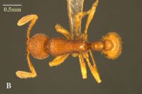 Tyrannomyrmex alii d.jpg