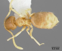 Brachymyrmex depilis casent0005338 dorsal 1.jpg