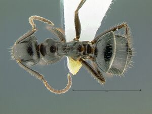 Camponotus-vitreusDm3.jpg