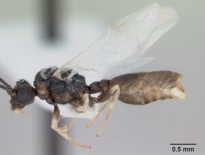 Cephalotes maculatus casent0173690 profile 1.jpg