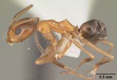 Dorymyrmex bossutus casent0103858 profile 1.jpg