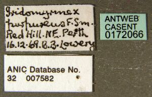 Iridomyrmex lividus casent0172066 label 1.jpg