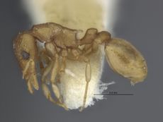 MCZ-31163 Colobostruma papulata holotype side.jpg