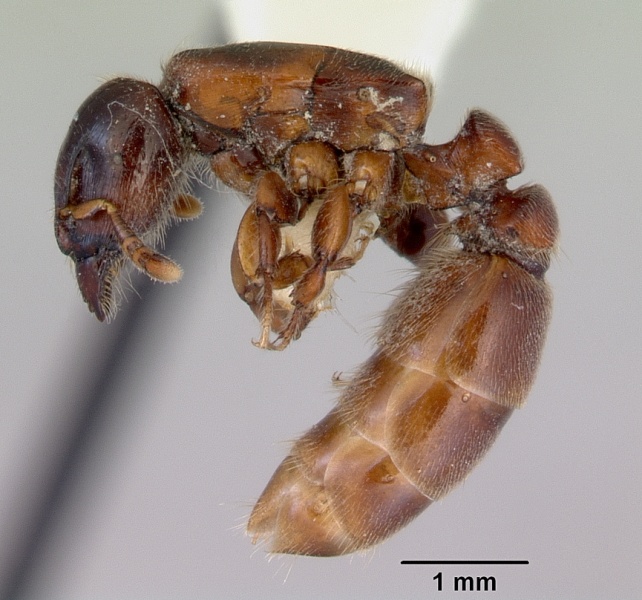 File:Metapone madagascarica casent0172254 profile 1.jpg