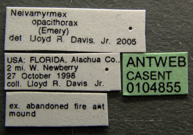 File:Neivamyrmex opacithorax casent0104855 label 1.jpg