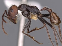 Ocymyrmex okys casent0900407 p 1 high.jpg