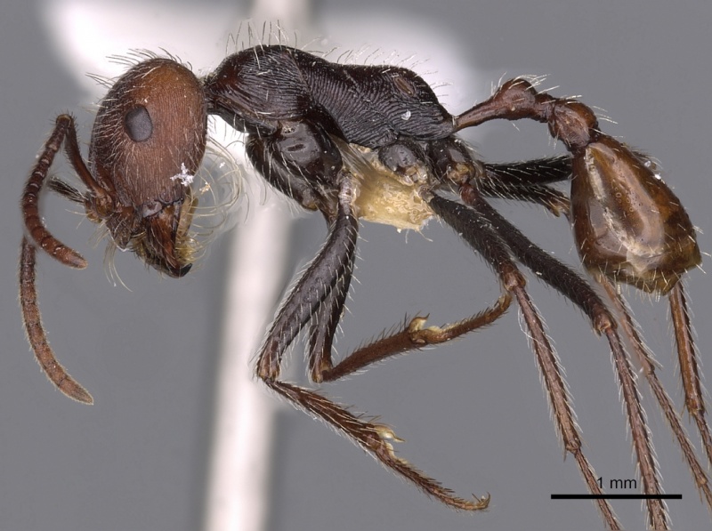 File:Ocymyrmex okys casent0900407 p 1 high.jpg