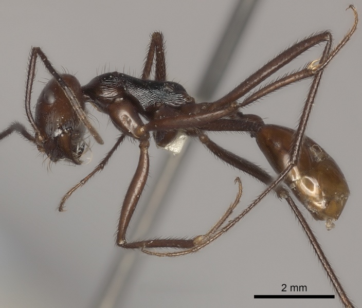 File:Ocymyrmex velox casent0217900 p 1 high.jpg