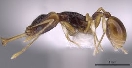 Orectognathus parvispinus casent0900017 p 1 high.jpg