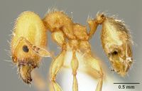 Pheidole amabilis inbiocri002279941 profile 1.jpg