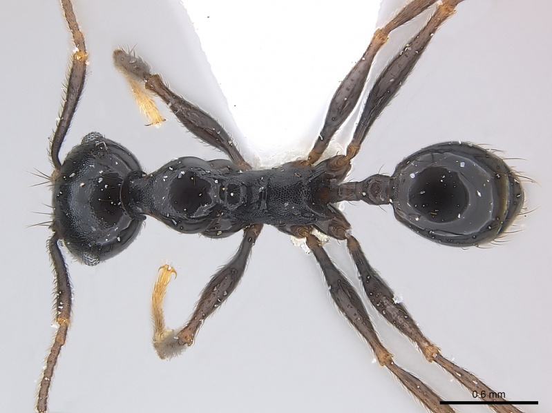 File:Pheidole dea casent0217098 d 1 high.jpg