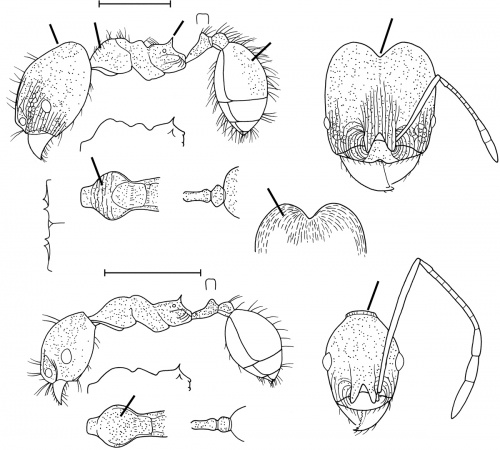 Pheidole fissiceps Wilson 2003.jpg