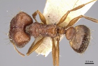 Pheidole horni casent0281653 d 1 high.jpg