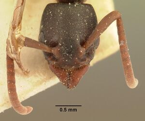 Platythyrea mocquerysi casent0101890 head 1.jpg