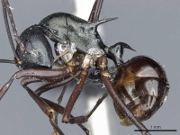 Polyrhachis atrovirens casent0905603 p 1 high.jpg