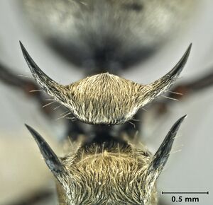 Polyrhachis cupreata petiole.jpg