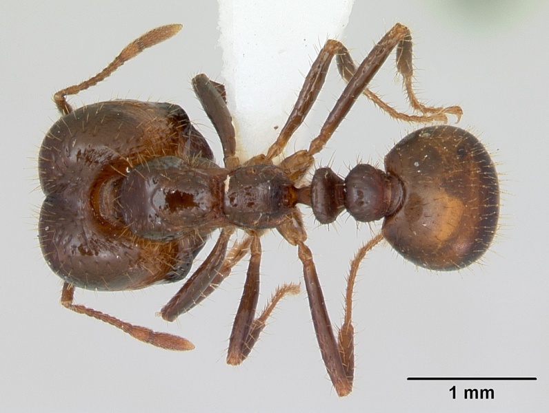 File:Solenopsis geminata casent0173278 dorsal 1.jpg