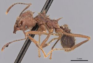 Acromyrmex disciger casent0900491 p 2 high.jpg