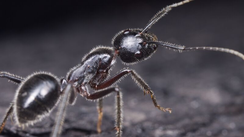 File:Camponotus molossus (Farhan Bokhari) 3.jpg