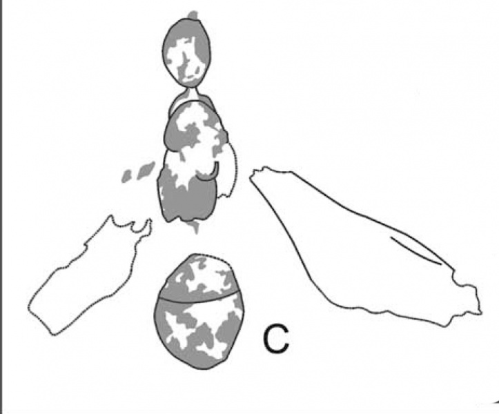 File:Dlussky-&-Putyatina 2014-36Paraphaenogaster-jurinei.jpg