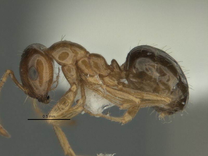 File:Melophorus gracilis major side ANIC32-900209.jpg